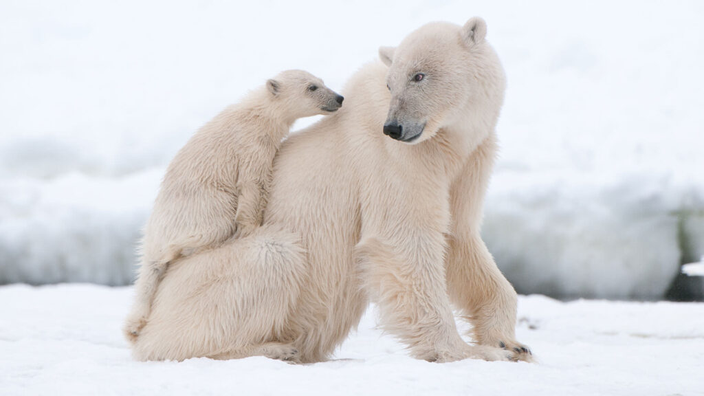 Canada Polar Bear